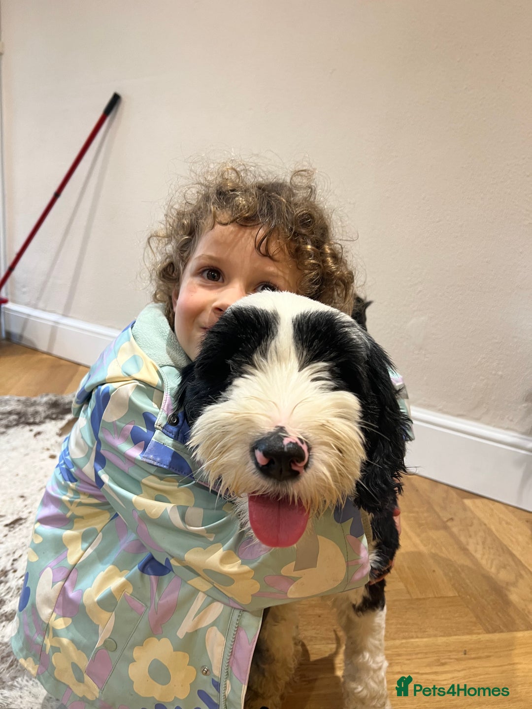 Tibetan Terrier dogs for sale: KC fully health tested exceptionally bred Tibetan  - Advert 16