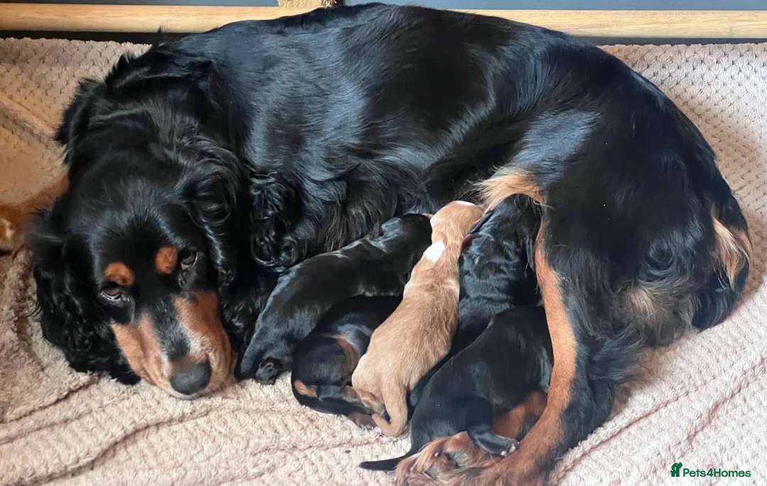 Cocker Spaniel dogs for sale: Black tan & white (tri) liver & red KC cocker pup - Advert 2