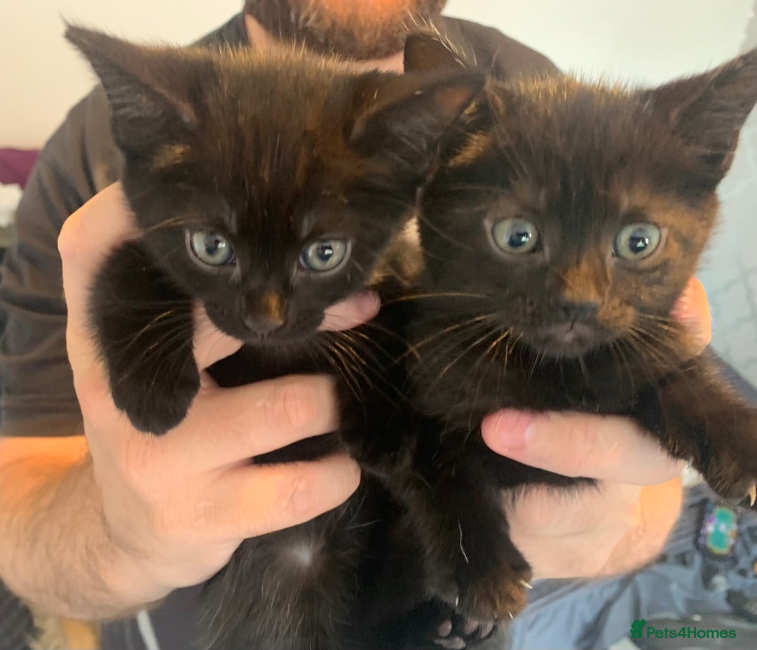 Mixed Breed cats for sale: Boy kitten looking for he’s for ever home  - Image 14