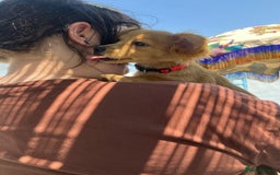 Mixed Breed dogs for adoption: Little (Tiny) Lady - Image 22