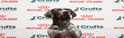 German Shorthaired Pointer dogs for stud: Stunning Proven German shorthaired pointer  in Shrewsbury - Advert 3