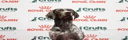 German Shorthaired Pointer dogs for stud: Stunning Proven German shorthaired pointer  in Shrewsbury - Advert 3