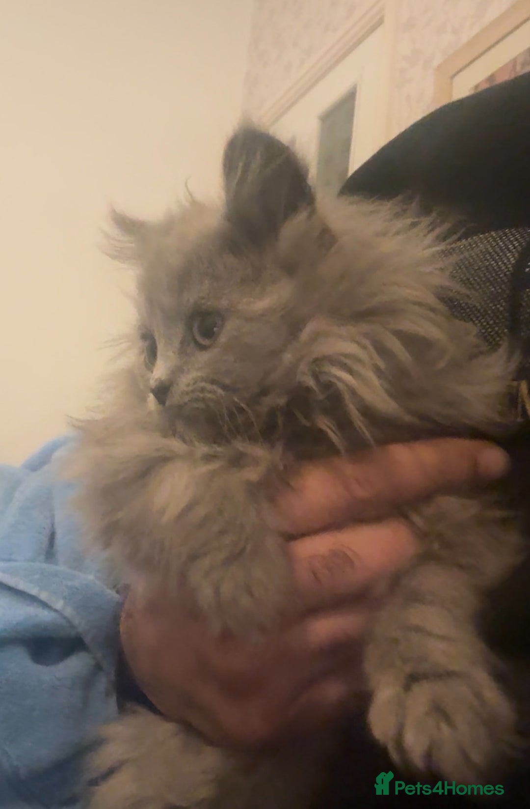 British Longhair cats for sale: Adorable British Longhair Kittens Ready Now! - Advert 8