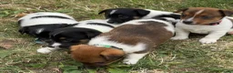 Jack Russell dogs for sale: Gorgeous Jack Russell puppies in Crewe - Advert 7