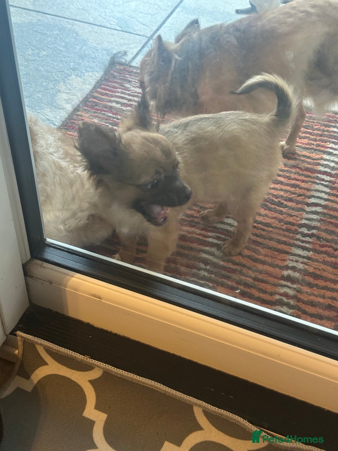 Chihuahua dogs for sale: Chihuahua long coat puppies ...only BOY left - Advert 27