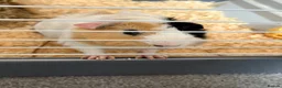 Guinea Pig rodents for sale: 2 Male bonded guinea pigs  - Advert 4