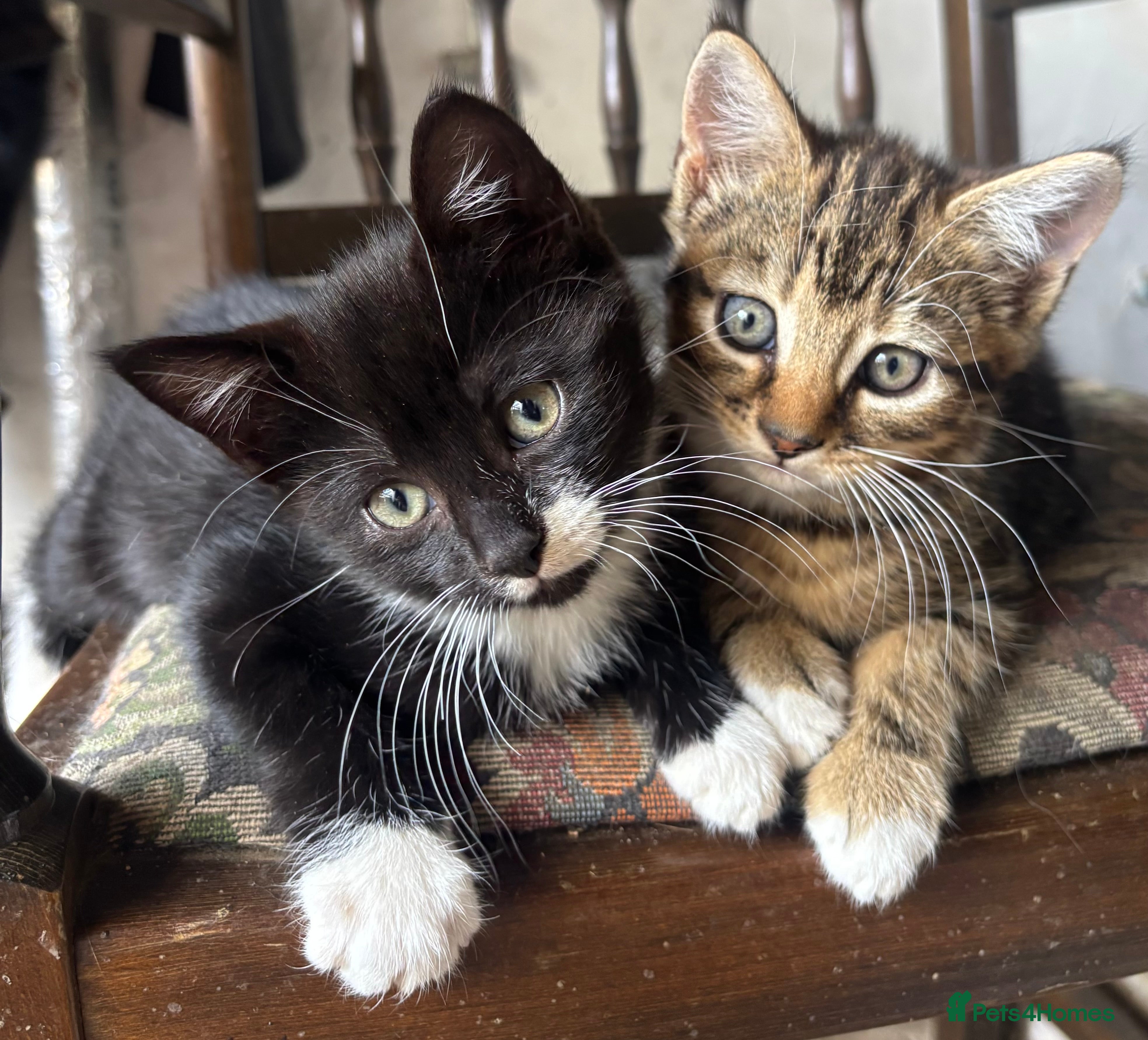 Mixed Breed cats Adorable kittens  - Advert 1
