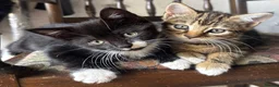 Mixed Breed cats for sale: Adorable kittens  - Advert 1