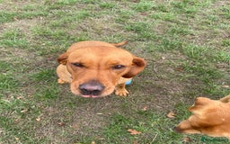 Labrador Retriever dogs for sale: KC Reg Fox Red Female Labrador 5 Years Old - Image 2