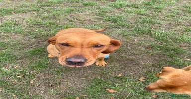 Labrador Retriever dogs - Advert 10