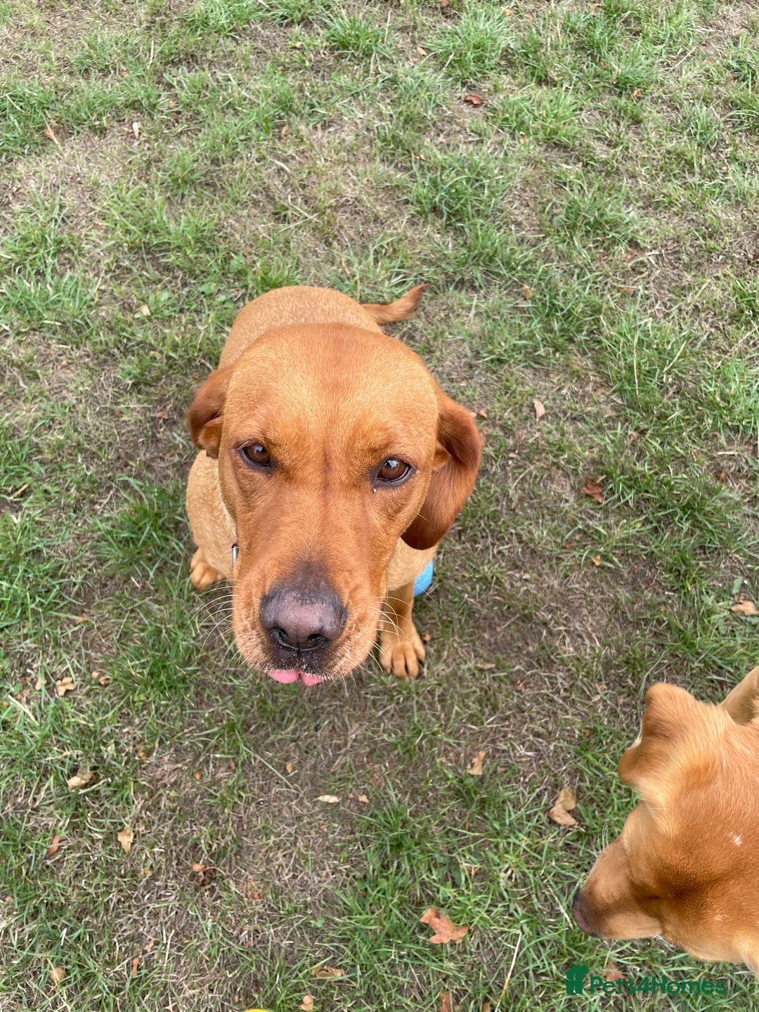 Labrador Retriever dogs for sale: KC Reg Fox Red Female Labrador 5 Years Old - Image 2