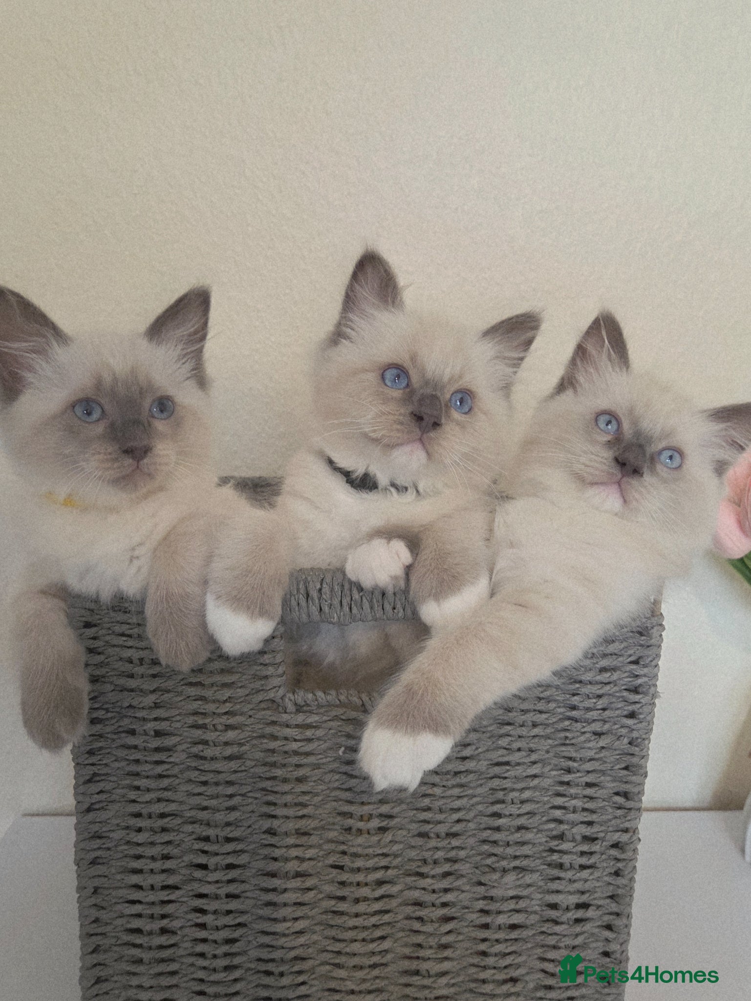 Ragdoll cats Pure Ragdoll Kittens Ready ! - Advert 10