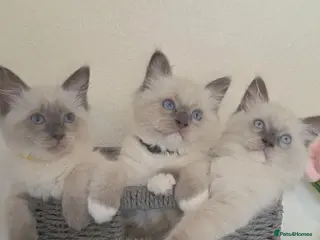 Ragdoll cats Pure Ragdoll Kittens Ready ! - Advert 10