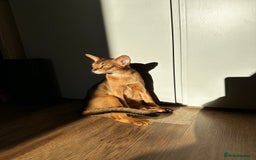 Abyssinian cats for sale: Pure Abyssinian kittens 💝 - Image 22