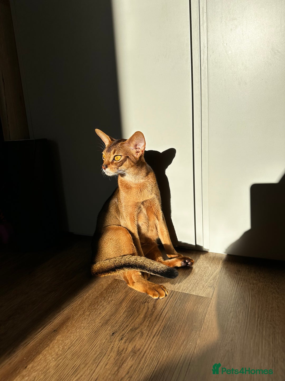 Abyssinian cats for sale: Pure Abyssinian kittens 💝 - Image 22