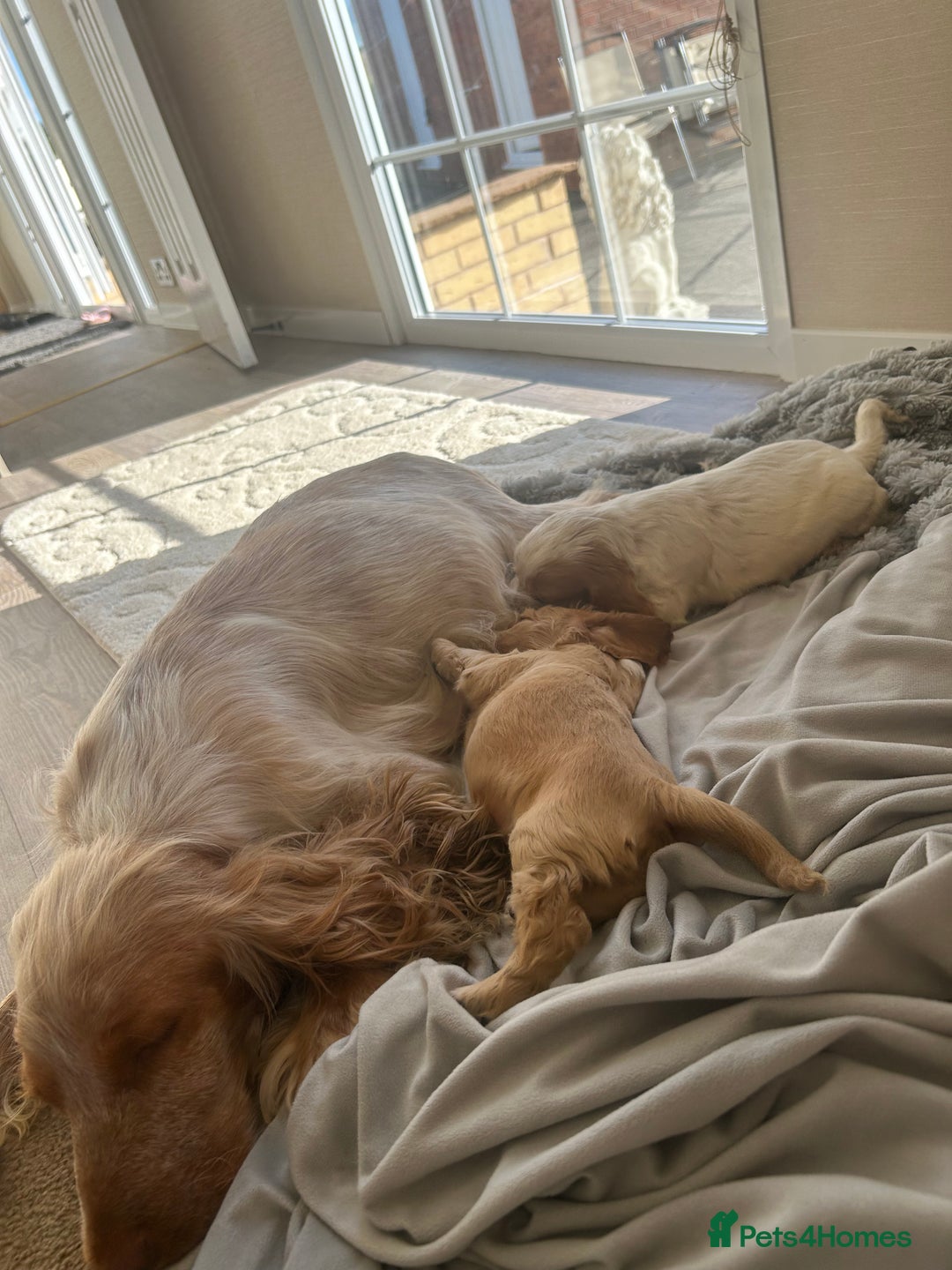 Cocker Spaniel dogs for sale: Cocker spaniel puppys - Image 16
