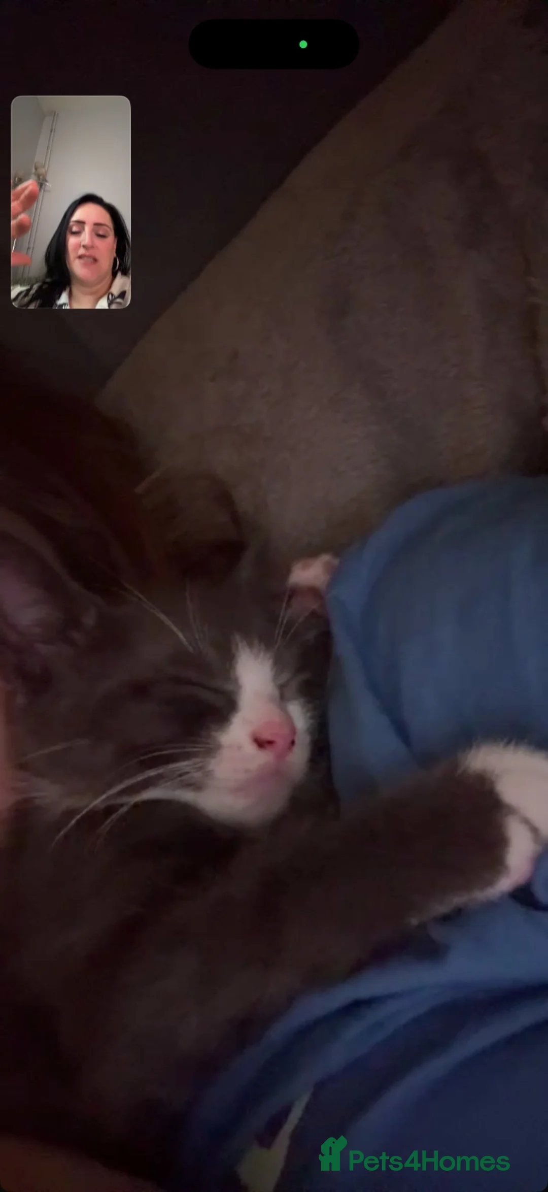 Mixed Breed cats for sale: Blue mixed breed kittens - Advert 2
