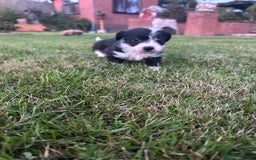 Jack Russell dogs for sale: 7 pure jack russel puppies  - Image 9