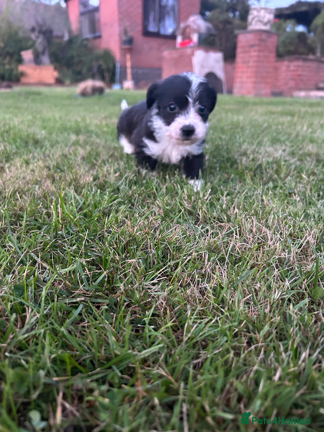 Jack Russell dogs for sale: 7 pure jack russel puppies  - Image 9