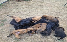 Briard dogs for sale: Briard Female- last minute owner change of mind - Image 3