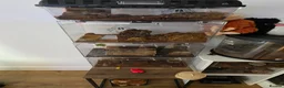 Tarantulas invertebrates for sale: Tarantulas for sale  - Advert 14