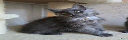 Maine Coon cats for stud: Large Black 9kg Russian Lines Maine Coon STUD - Advert 31