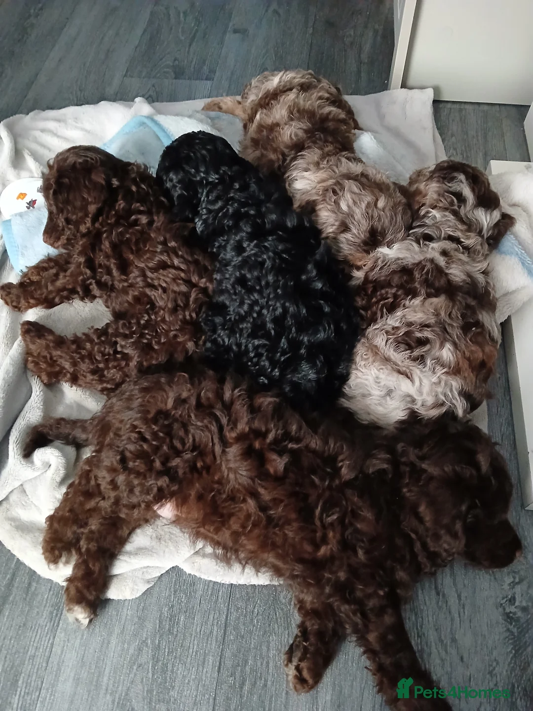 Cockapoo dogs for sale: F1 miniature cockapoo male - Advert 5