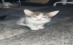 Tibetan cats for sale: Beautiful male kittens on sale - Advert 4