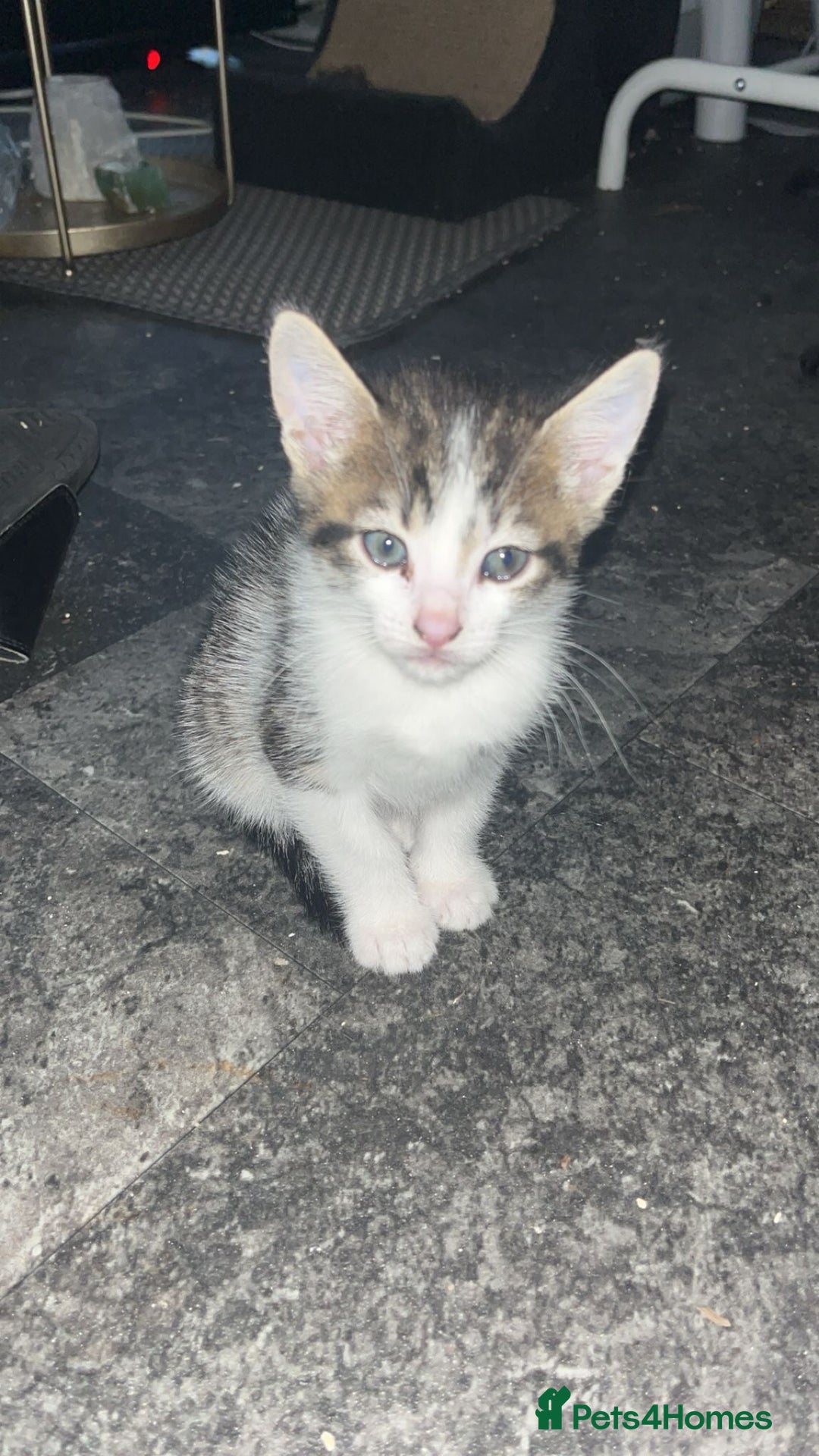 Tibetan cats for sale: Beautiful male kittens on sale - Advert 4