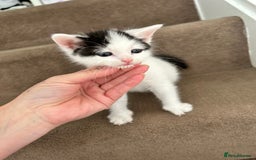 British Shorthair cats for sale: Four beautiful kittens - Image 5
