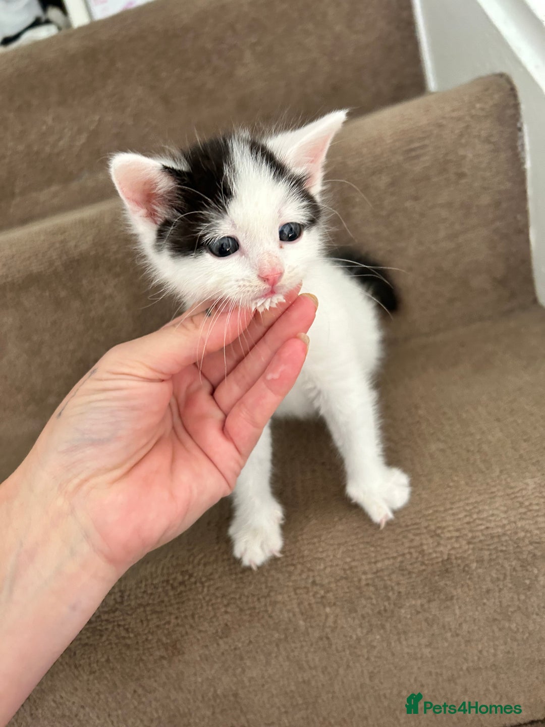 British Shorthair cats for sale: Four beautiful kittens - Image 5