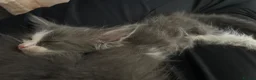 Turkish Angora cats for sale: Last fluffy angora girl - Advert 5