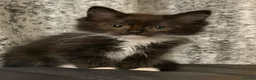Ragdoll cats for sale: Ragdoll cross maincoon - Advert 7