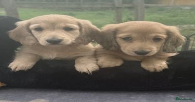 Miniature Dachshund dogs - Advert 19