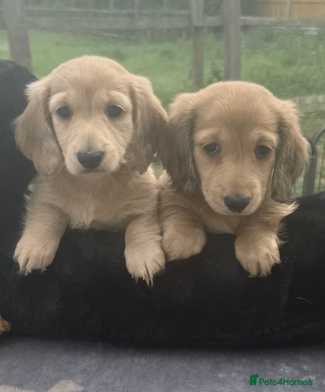 Miniature Dachshund dogs for sale: Beautiful cream miniature dachshunds  - Image 3