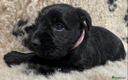 Miniature Schnauzer dogs for sale: Miniature schnauzers pups - Image 3