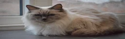 Ragdoll cats for sale: Blue Ragdoll Kittens parents health tested  - Advert 7
