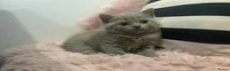 British Shorthair cats for sale: Lilac British Shorthair kitten  - Advert 1
