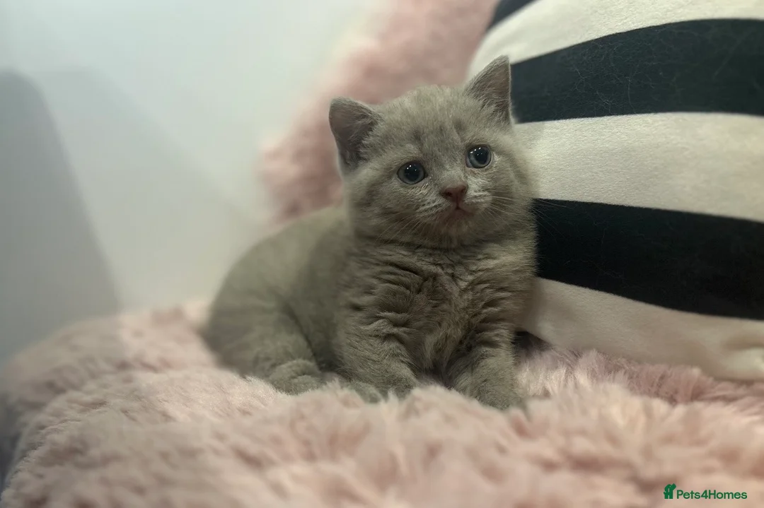 British Shorthair cats for sale: Lilac British Shorthair kitten  - Advert 1