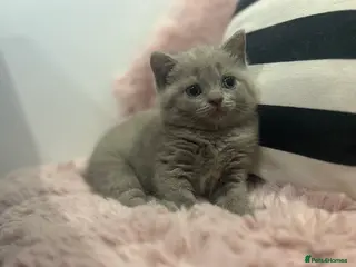 British Shorthair cats Lilac British Shorthair kitten - Advert 1