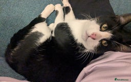 Mixed Breed cats for sale: Black and white female cat looking for a new home - Image 2