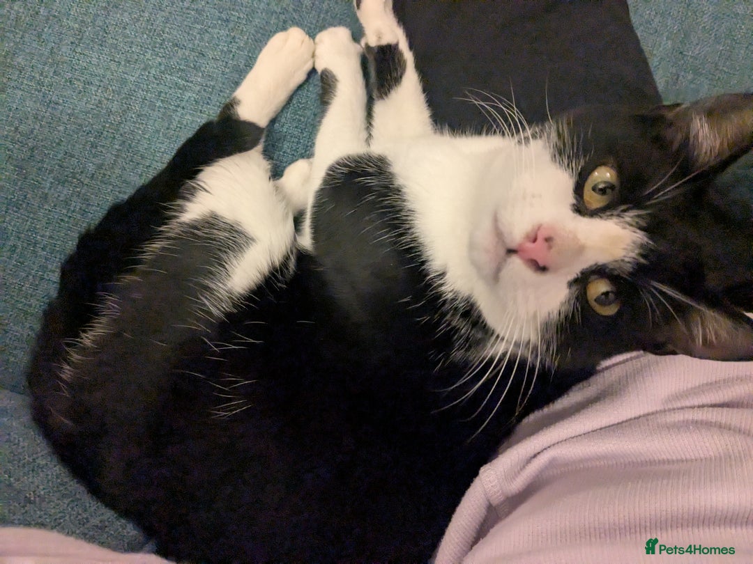 Mixed Breed cats for sale: Black and white female cat looking for a new home - Image 2