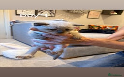 Ragdoll cats for sale: 4 beautiful pure ragdoll kittens  - Image 5
