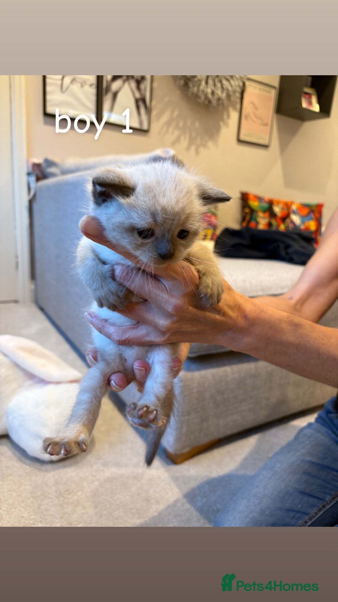 Ragdoll cats for sale: 4 beautiful pure ragdoll kittens  - Image 5