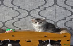 British Shorthair cats for sale: British short hair x - Image 4