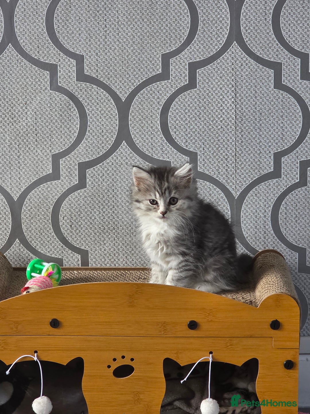 British Shorthair cats for sale: British short hair x - Image 4