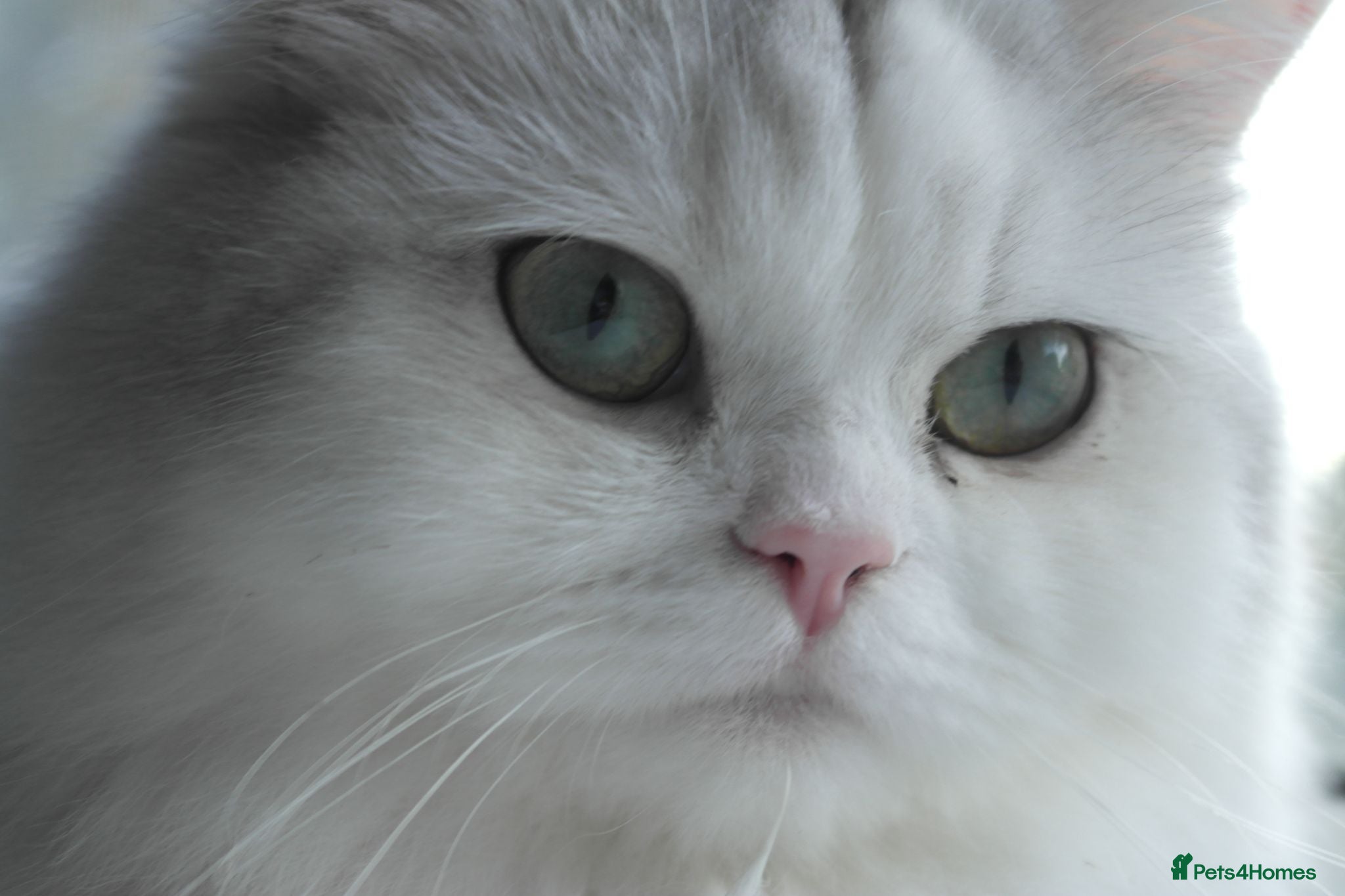 Persian cats Persian chinchilla silver back - Advert 12