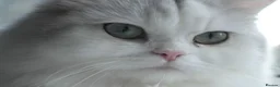 Persian cats for sale: Persian chinchilla silver back in Walsall - Advert 1