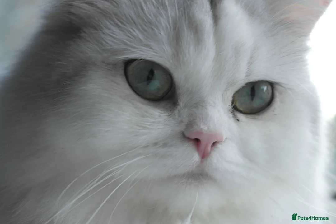 Persian cats for sale: Persian chinchilla silver back in Walsall - Advert 1