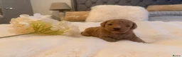 Cavapoo dogs for sale: Beautiful F1B Cavapoo Puppies  in Bradford - Advert 11